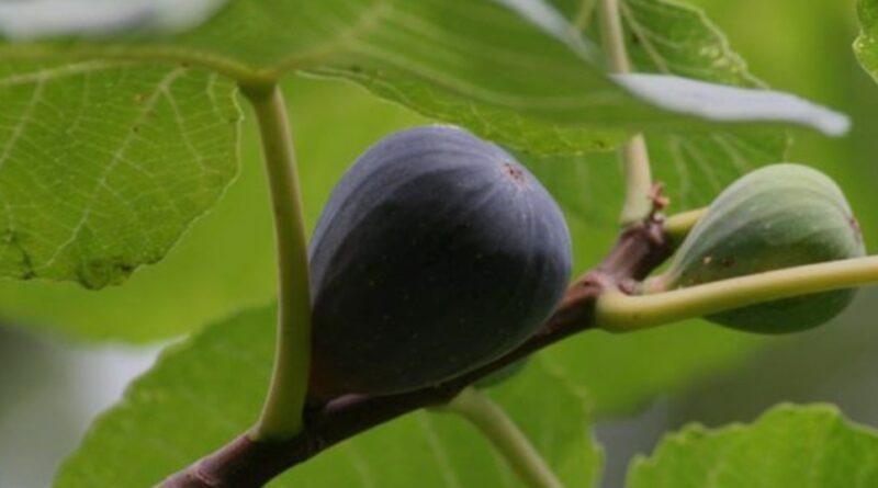 डीएम ने ली बेडू और पाइन प्रोजेक्ट की समीक्षा बैठक। खंड विकास अधिकारी तैयार करेंगे चीड़ के बीज और बेडू एकत्रित करने की योजना